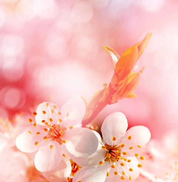 Frühlingslandschaft. Blühender Zweig der Kirsche — Stockfoto