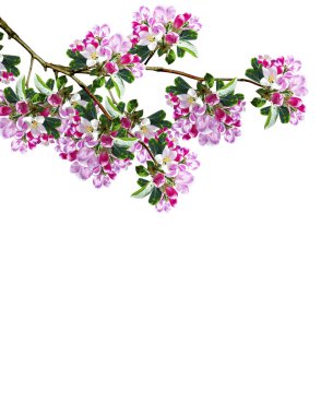 Erik çiçekleri Şubesi 