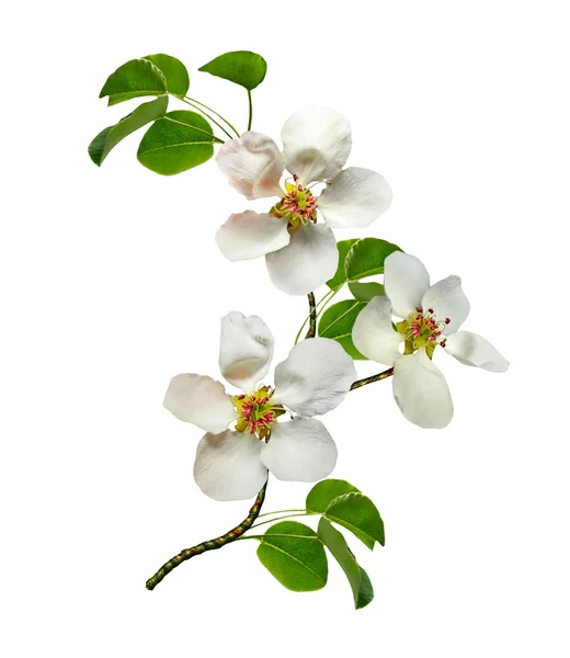 Rama de flores de pera blanca — Foto de Stock