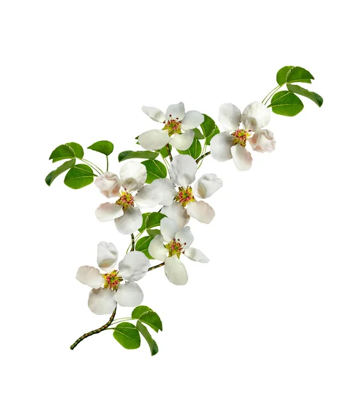 Gałąź kwiaty białe gruszka — Zdjęcie stockowe