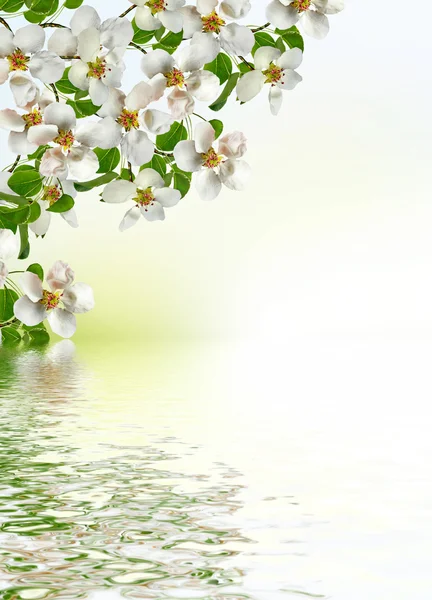 Jarní krajina. Kvetoucí hruška — Stock fotografie