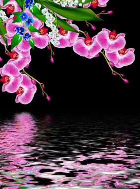 Çiçek orkide ve vadideki zambak 