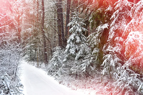 Winterlandschaft. schneebedeckte Bäume — Stockfoto