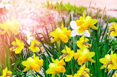 Bahar manzara. güzel bahar çiçekleri nergis.