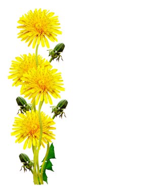 Karahindiba çiçekleri beyaz arkaplanda izole