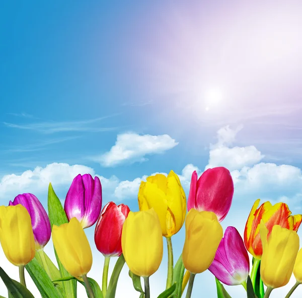 Spring flowers tulips on the background of blue sky with clouds — Stock Photo, Image