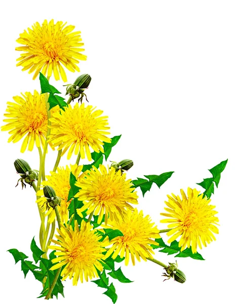 Dandelion flowers isolated on white background — Stock Photo, Image