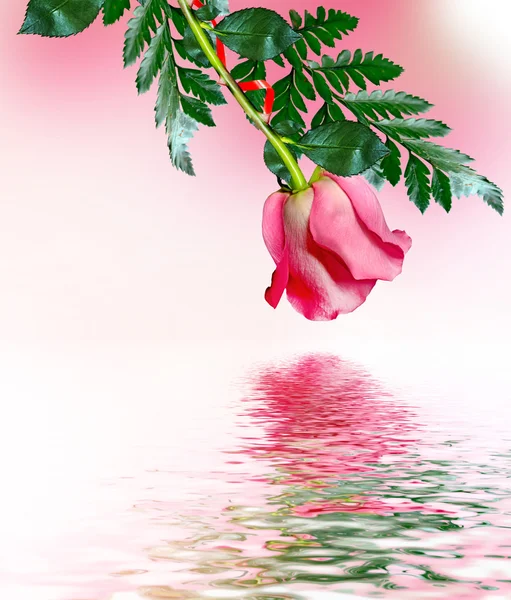 Les bourgeons de fleurs roses . — Photo