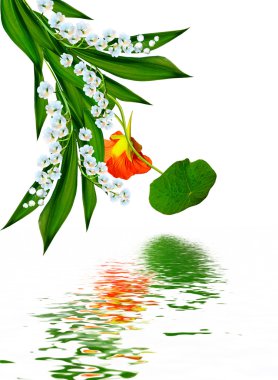 Beyaz arkaplanda izole edilmiş nasturtium çiçekleri