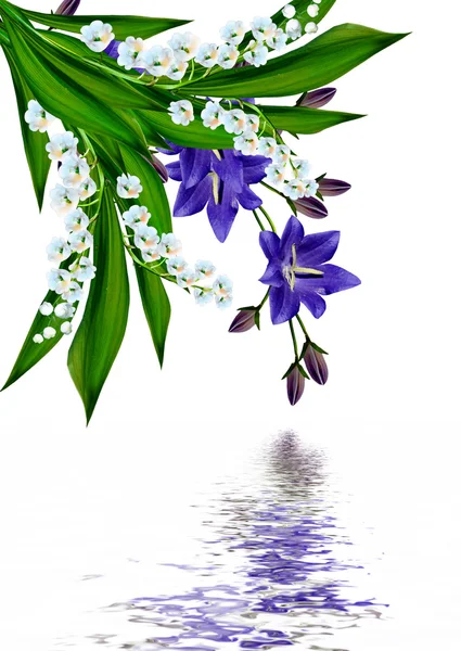 Glockenblume isoliert auf weißem Hintergrund — Stockfoto