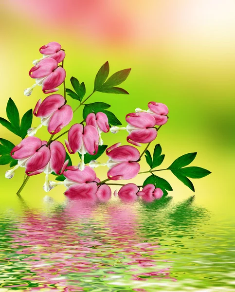 Розовый цветок сердца — стоковое фото