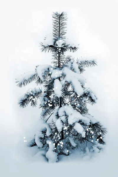 Besneeuwde bos. Fir Tree — Stockfoto