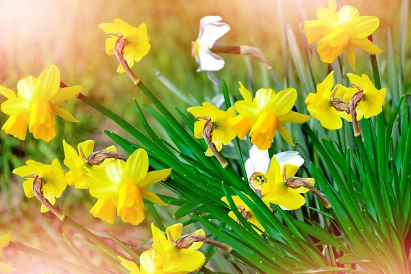 Paesaggio primaverile. bellissimi narcisi di fiori primaverili . — Foto Stock