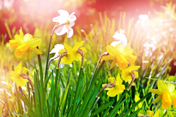 Paesaggio primaverile. bellissimi narcisi di fiori primaverili . — Foto Stock