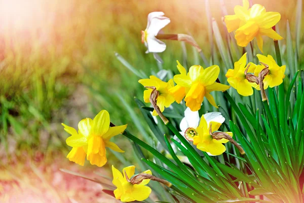 Frühlingslandschaft. schöne Frühlingsblumen Narzissen. — Stockfoto
