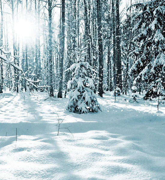 冬の森。冬の風景. — ストック写真