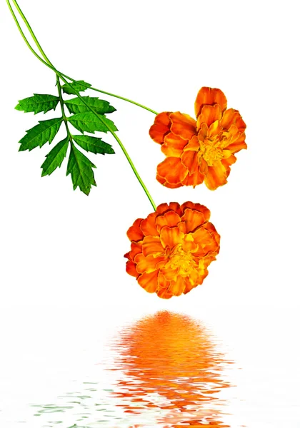 Marigold kwiaty izolowane na białym tle — Zdjęcie stockowe