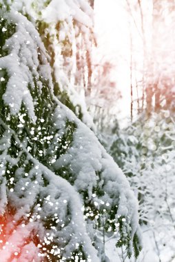 Kış manzarası. Ağaçlar kar kaplı