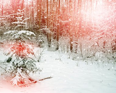  Kış manzarası. Ağaçlar kar kaplı