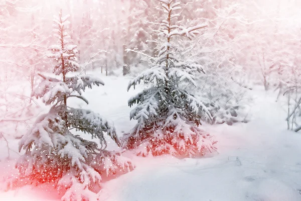 Winterlandschaft. schneebedeckte Bäume — Stockfoto