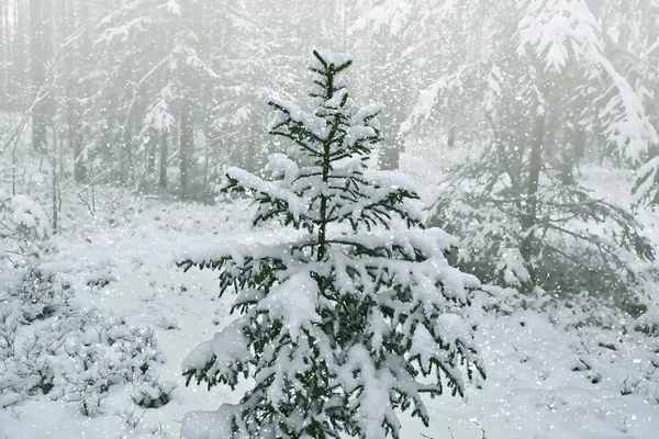 Paisagem de inverno. Neve árvores cobertas — Fotografia de Stock