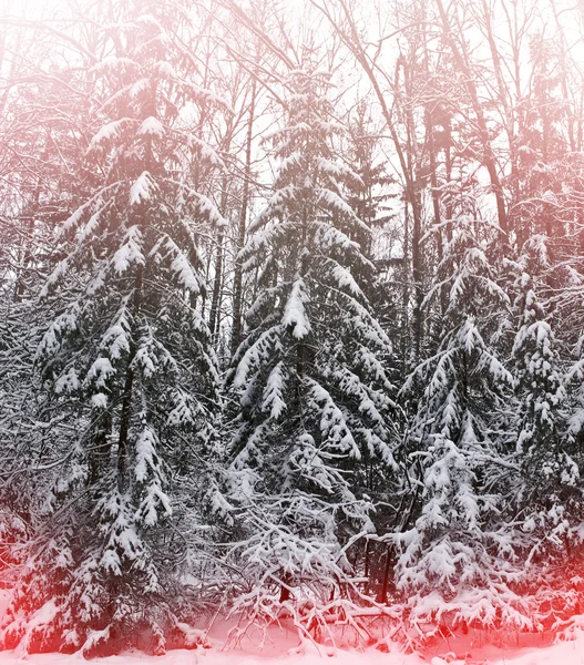 Téli táj. Hóval borított fák — Stock Fotó