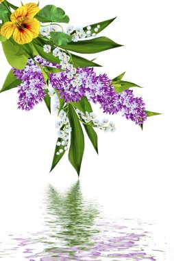 bahar çiçekleri beyaz arkaplanda yalıtılmış leylak