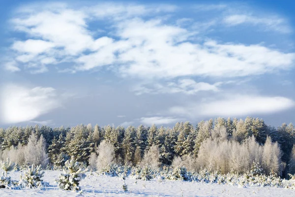 冬の風景。木が雪に覆われています。 — ストック写真