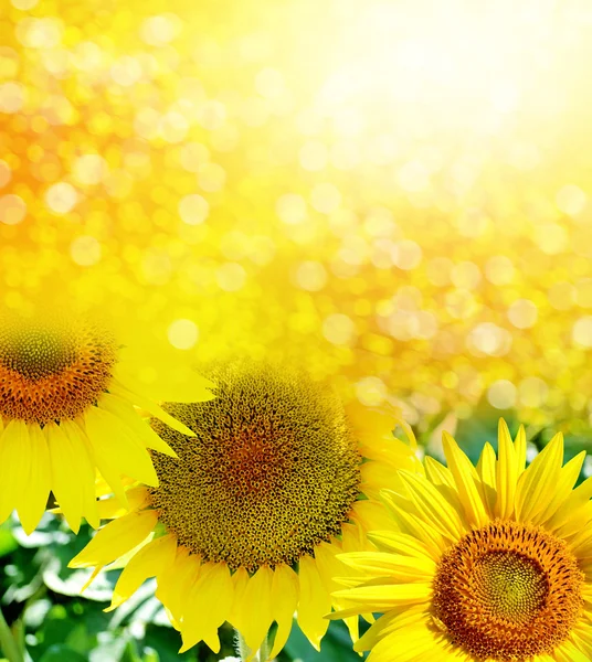 Bellissimo campo di girasole in estate — Foto Stock