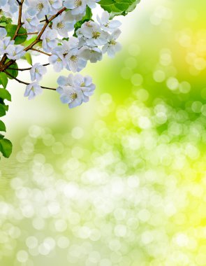 Çiçek açan elma ağacı