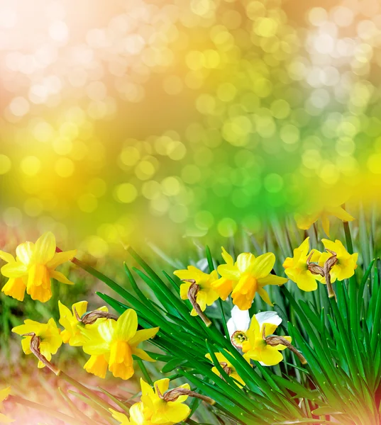 Paesaggio primaverile. bellissimi narcisi di fiori primaverili . — Foto Stock