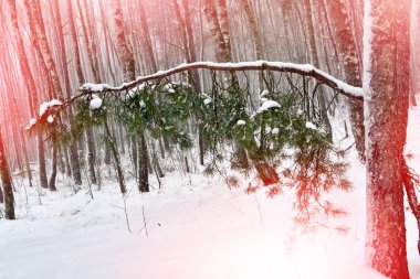  Kış woods. Kış manzarası. 
