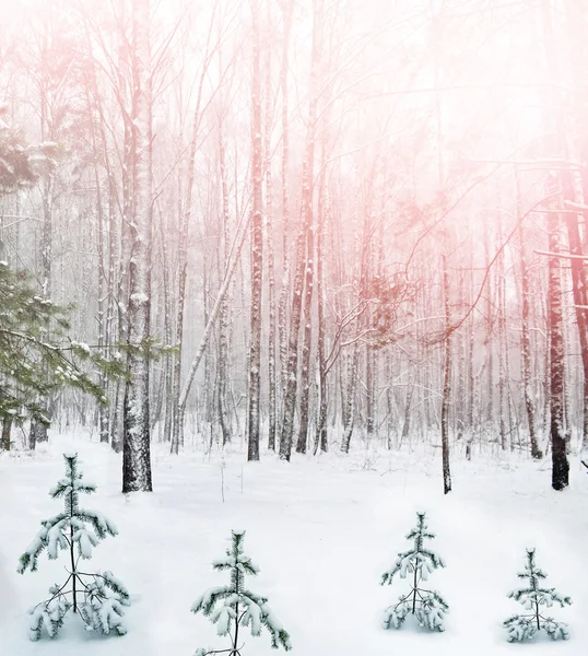 Winter bos. Winterlandschap. — Stockfoto