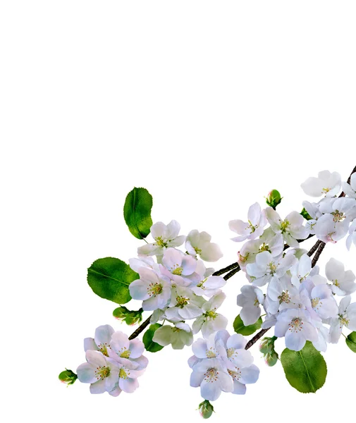 Branche de fleurs de pomme blanche isolée sur fond blanc — Photo