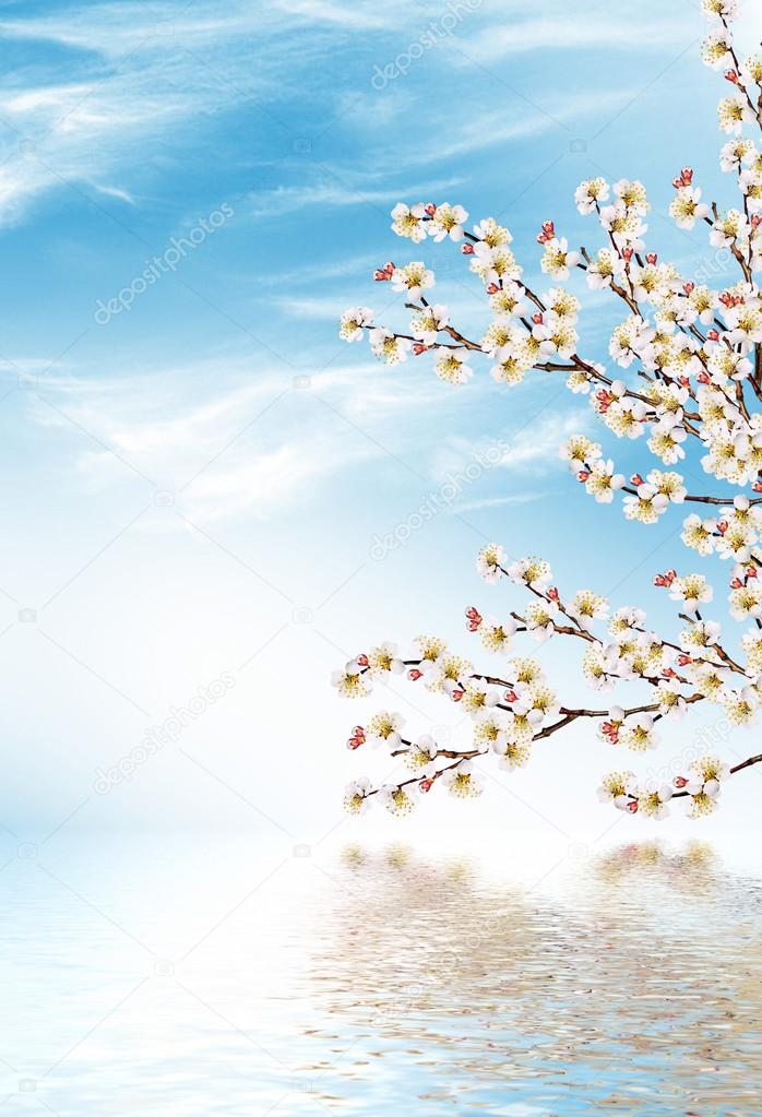 Flowering branch of apricot