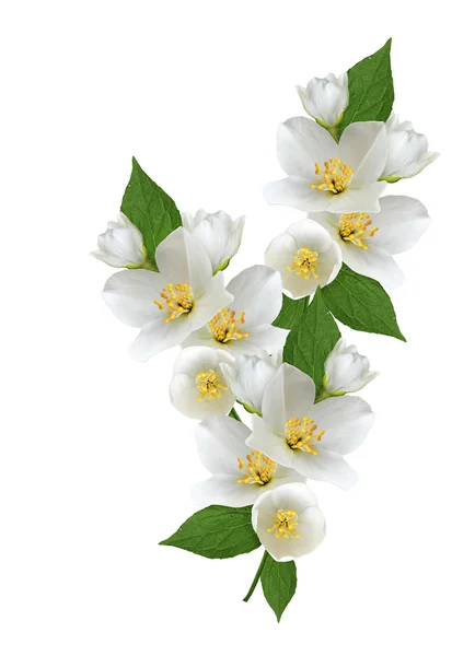 Rama de flores de jazmín aisladas sobre fondo blanco — Foto de Stock