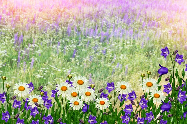 Летний пейзаж с полевыми цветами . — стоковое фото