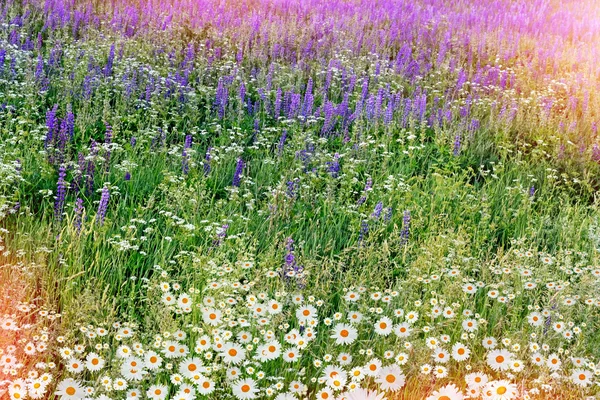 Paisaje de verano con flores silvestres . —  Fotos de Stock