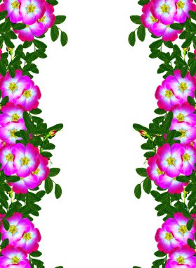 Beyaz bir arka plan üzerinde köpek rose (rosa canina) çiçekler