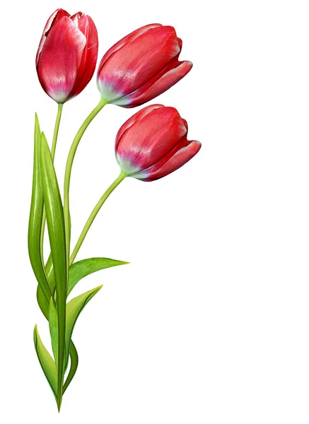 Frühling Blumen Tulpen isoliert auf weißem Hintergrund — Stockfoto