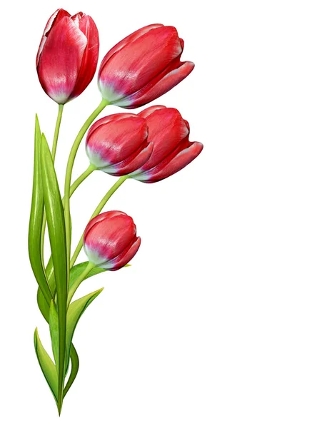 Spring flowers tulips isolated on white background — Stock Photo, Image