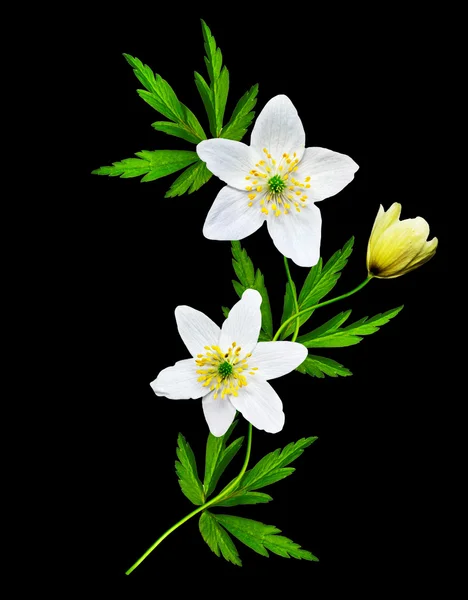 Snowdrop flower isolated on black background — Stock Photo, Image