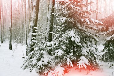 kış orman. Kış manzarası. 