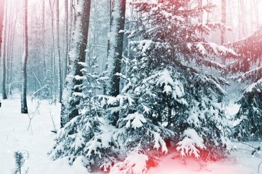 kış orman. Kış manzarası.