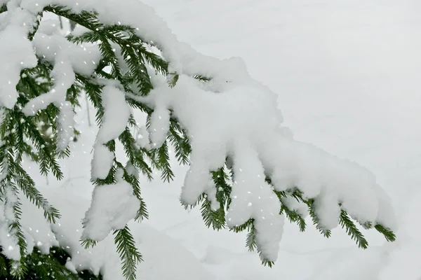 Paisaje invernal. Árboles cubiertos de nieve —  Fotos de Stock