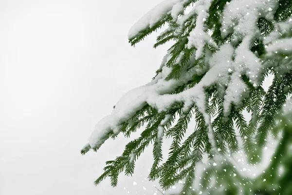 冬季景观。冰雪覆盖的树木 — 图库照片