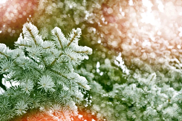Kış manzarası. Ağaçlar kar kaplı — Stok fotoğraf