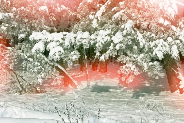 Paisagem de inverno. Neve árvores cobertas — Fotografia de Stock