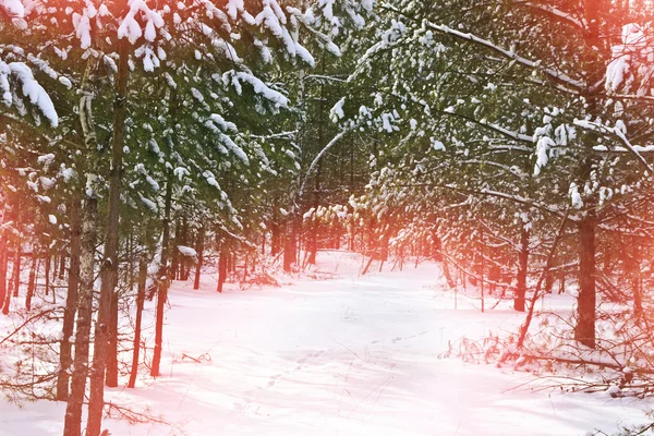 Zimní krajina. Zasněžené stromy — Stock fotografie