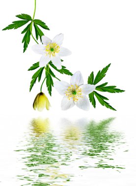 bahar beyaz zemin üzerine izole kardelen çiçek